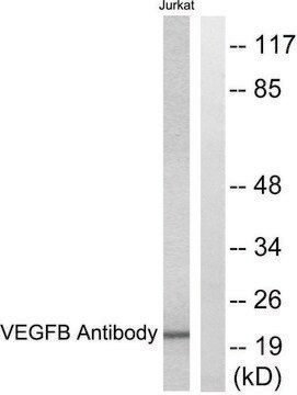 Anti-VEGFB antibody produced in rabbit affinity isolated antibody