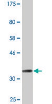 Monoclonal Anti-CKMT1B, (C-terminal) antibody produced in mouse clone 2C9, purified immunoglobulin, buffered aqueous solution