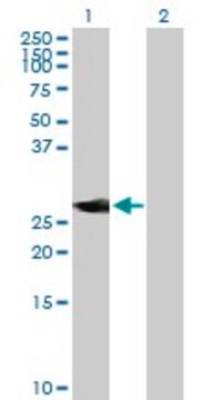 Anti-NEUROD4 antibody produced in mouse purified immunoglobulin, buffered aqueous solution