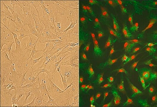 Ludzkie fibroblasty sercowe: HCF, płodowe