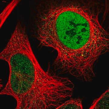 Anti-C1orf27 antibody produced in rabbit Prestige Antibodies&#174; Powered by Atlas Antibodies, affinity isolated antibody