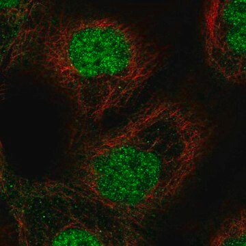 Anti-ETS2 antibody produced in rabbit Prestige Antibodies&#174; Powered by Atlas Antibodies, affinity isolated antibody