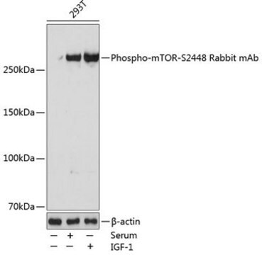 Anti-Phospho-mTOR-S2448 antibody produced in rabbit