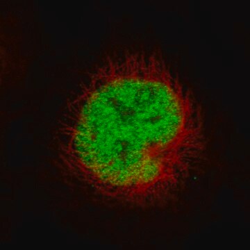 Monoclonal Anti-Msh2 Antibody Produced In Mouse Prestige Antibodies&#174; Powered by Atlas Antibodies, clone CL13724, affinity isolated antibody, buffered aqueous glycerol solution