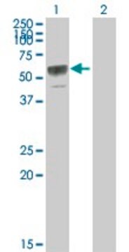 Anti-TNFRSF11B antibody produced in mouse purified immunoglobulin, buffered aqueous solution