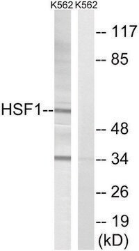 Anti-HSF1 antibody produced in rabbit affinity isolated antibody