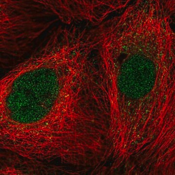 Anti-COPS5 antibody produced in rabbit Prestige Antibodies&#174; Powered by Atlas Antibodies, affinity isolated antibody