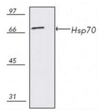 Mysz anty-Hsp70 mAb (C92F3A-5) liquid, clone C92F3A-5, Calbiochem&#174;