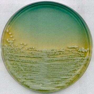 GranuCult&#174; plus agar odżywczy WL for yeasts, suitable for microbiology