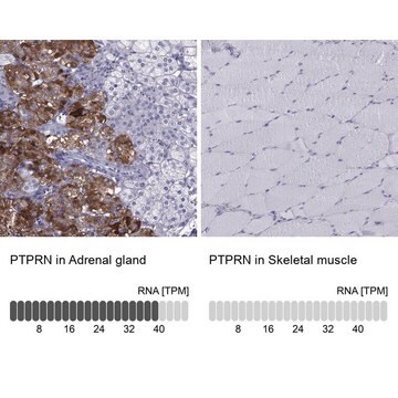 Anti-PTPRN antibody produced in rabbit Prestige Antibodies&#174; Powered by Atlas Antibodies, affinity isolated antibody, buffered aqueous glycerol solution