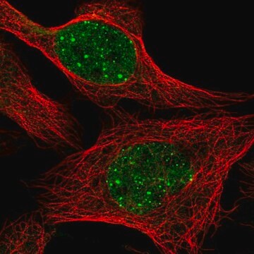 Anti-RAD18 antibody produced in rabbit Prestige Antibodies&#174; Powered by Atlas Antibodies, affinity isolated antibody