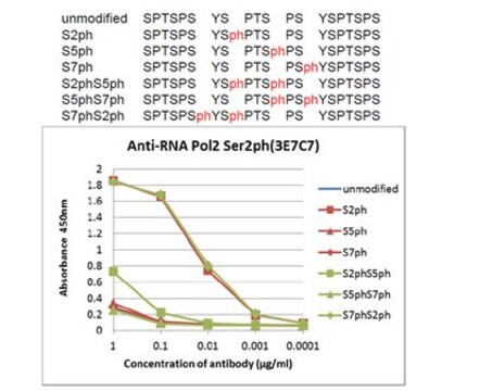 抗磷酸化RNA Pol II（Ser2），克隆3E7C7抗体 clone 3E7C7, from rat