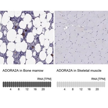 Anti-ADORA2A Prestige Antibodies&#174; Powered by Atlas Antibodies, affinity isolated antibody