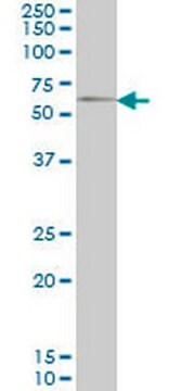 Anti-GGT1 Mouse mAb (1F9) liquid, clone 1F9, Calbiochem&#174;