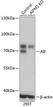 Anti-AIF antibody produced in rabbit