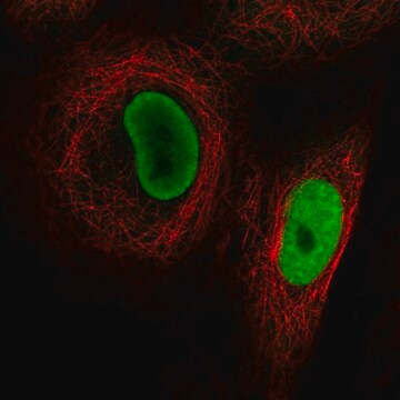 Anti-PRMT1 antibody produced in rabbit Prestige Antibodies&#174; Powered by Atlas Antibodies, affinity isolated antibody