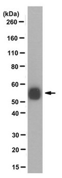 Anticorps anti-pan tubuline polyglycylée, clone&nbsp;AXO&nbsp;49 clone AXO 49, from mouse