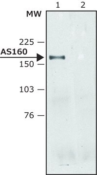 Anti-AS160 (C-terminal) antibody produced in rabbit ~1.5&#160;mg/mL