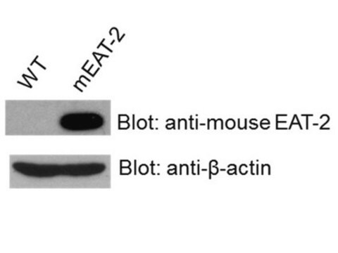 Anti-EAT-2 Antibody, clone 8F12 clone 8F12, from rat