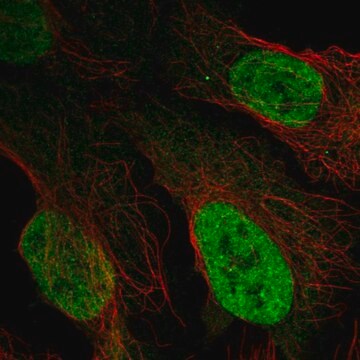 Anti-AFF3 antibody produced in rabbit Prestige Antibodies&#174; Powered by Atlas Antibodies, affinity isolated antibody