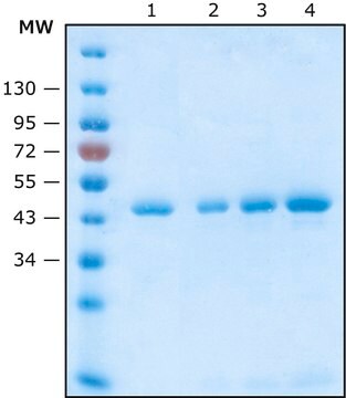 抗-HA磁珠 Magnetic agarose, suspension