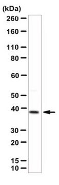 Anti-Wnt-11 Antibody from rabbit, purified by affinity chromatography