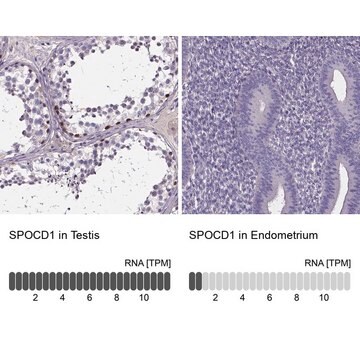 Anti-SPOCD1 antibody produced in rabbit Prestige Antibodies&#174; Powered by Atlas Antibodies, affinity isolated antibody, buffered aqueous glycerol solution