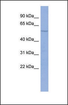 Anti-PTBP2, (N-terminal) antibody produced in rabbit affinity isolated antibody