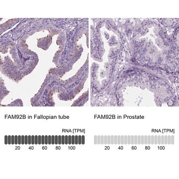 Anti-FAM92B antibody produced in rabbit Prestige Antibodies&#174; Powered by Atlas Antibodies, affinity isolated antibody, buffered aqueous glycerol solution