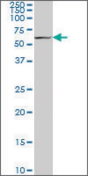 Monoclonal Anti-ACHE antibody produced in mouse clone 2C3, purified immunoglobulin, buffered aqueous solution