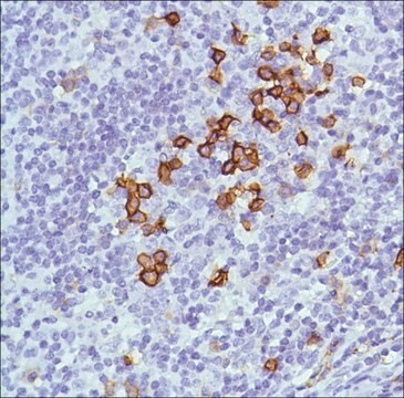 Anti-CD38 Antibody, clone 1G3, Rabbit Monoclonal