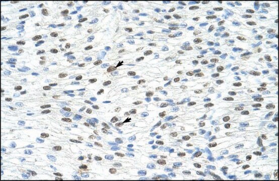 Anti-MATR3 (AB1) antibody produced in rabbit IgG fraction of antiserum