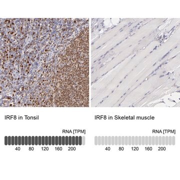 抗IRF8抗体 ウサギ宿主抗体 affinity isolated antibody, buffered aqueous glycerol solution