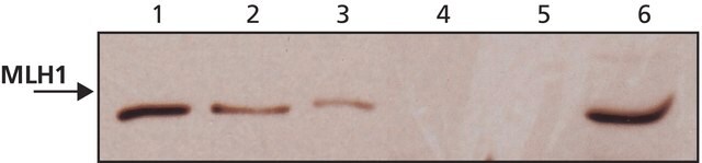 Anti-MLH1 (N-terminal) antibody produced in rabbit ~1&#160;mg/mL, affinity isolated antibody, buffered aqueous solution