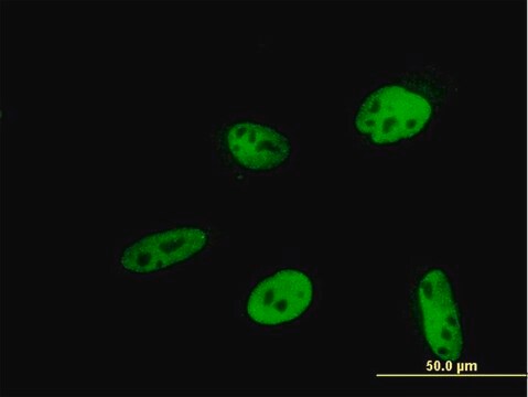 ANTI-HEYL antibody produced in mouse clone 2G1, purified immunoglobulin, buffered aqueous solution