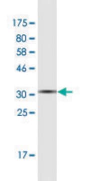 Monoclonal Anti-FERMT1 antibody produced in mouse clone 1D11, purified immunoglobulin, buffered aqueous solution