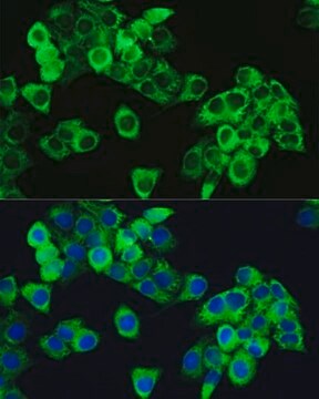 Anti-Phospho-mTOR-S2448 antibody produced in rabbit