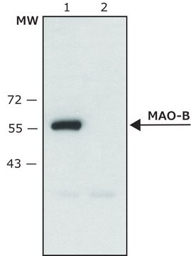 Anti-Monoamin-Oxidase B (C-terminal) in Kaninchen hergestellte Antikörper affinity isolated antibody, ~1.5&#160;mg/mL, buffered aqueous solution