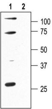 Anti-Potassium Channel KCa2.1 antibody produced in rabbit affinity isolated antibody, lyophilized powder