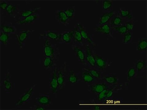 Monoclonal Anti-SMAD4 antibody produced in mouse clone 3E2, purified immunoglobulin, buffered aqueous solution