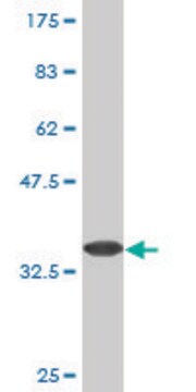 Monoclonal Anti-CALN1 antibody produced in mouse clone 2G2, purified immunoglobulin, buffered aqueous solution