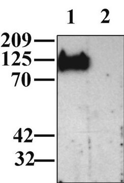 Anti-CHAPSYN-110 Antibody Chemicon&#174;, from rabbit