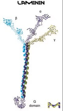 Laminin from human fibroblasts cell culture derived, liquid, sterile-filtered