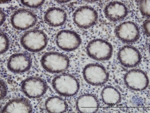 Monoclonal Anti-SUPT5H antibody produced in mouse clone 3F1, purified immunoglobulin, buffered aqueous solution