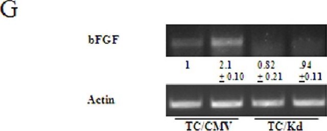 Przeciwciało anty-FGF-2/podstawowy FGF (neutralizujące), klon bFM-1 clone bFM-1, Upstate&#174;, from mouse