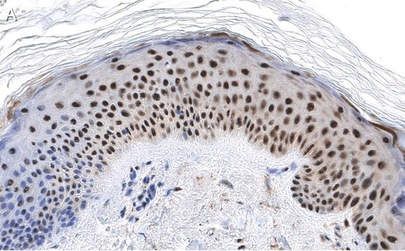 抗RXR&#945;抗体 クローン2I8 ZooMAb&#174;ウサギモノクローナル recombinant, expressed in HEK 293 cells