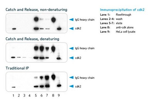 Catch and Release&#8482; v2.0 Reversible Immunoprecipitation System