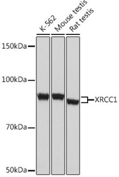 Anti-XRCC1 Antibody, clone 2X1U4, Rabbit Monoclonal