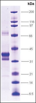 RAR&#945;-ligand binding domain (154-462) human recombinant, expressed in E. coli, &#8805;70% (SDS-PAGE)