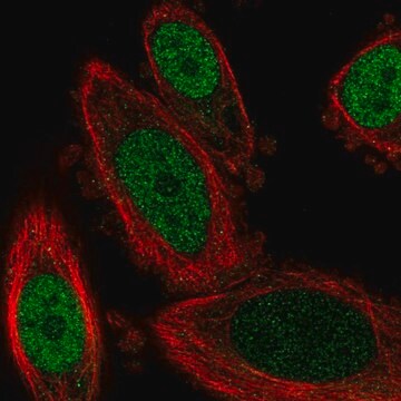 Anti-GBX2 antibody produced in rabbit Prestige Antibodies&#174; Powered by Atlas Antibodies, affinity isolated antibody